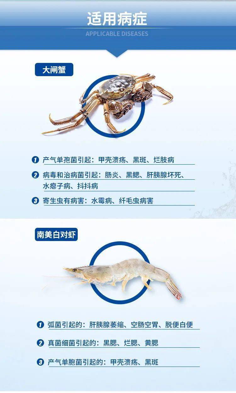 虾病最新研究动态,治疗与防控进展揭秘