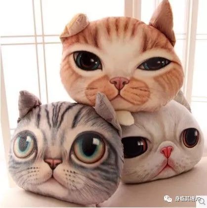 猫星秀,猫咪魅力与社交媒体的力量引爆人气增长