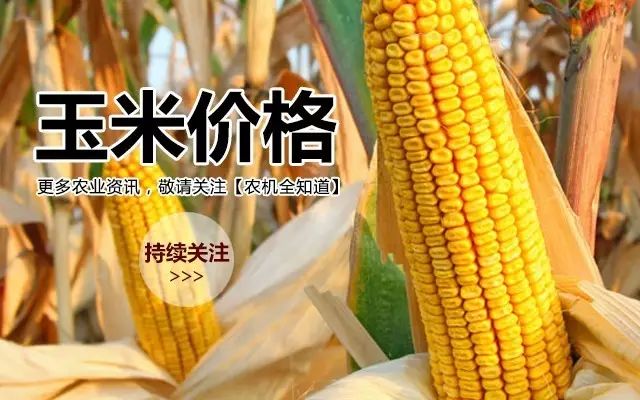 河北最新玉米价格行情今日更新